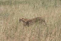 Geparden in der Serengeti
