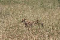 Geparden in der Serengeti