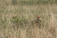 Geparden in der Serengeti
