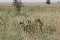Geparden in der Serengeti