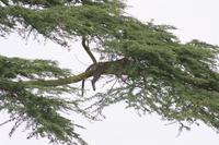 Leopard bei der Mittagsruhe