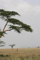 Leopard bei der Mittagsruhe