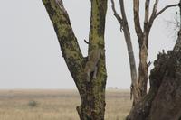 Leopard beendet seine Mittagsruhe