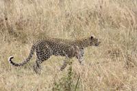 Leopard in der Serengeti