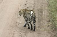 Leopard in der Serengeti