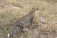 Leopard in der Serengeti