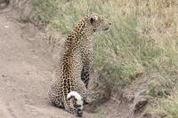 Leopard in der Serengeti