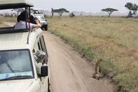 Leopard in der Serengeti