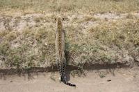 Leopard in der Serengeti
