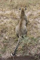 Leopard in der Serengeti
