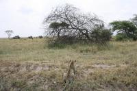 Leopard in der Serengeti
