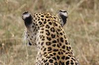 Leopard in der Serengeti