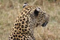 Leopard in der Serengeti