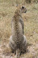 Leopard in der Serengeti