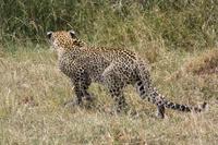 Leopard in der Serengeti