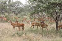 Impalas bei der Brunft