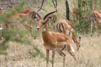 Impalas bei der Brunft