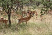 Impalas bei der Brunft