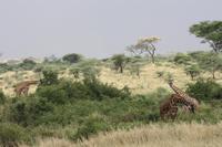 Giraffen bei der Brunft