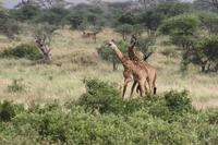 Giraffen bei der Brunft