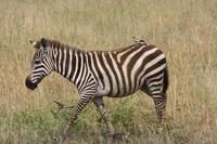 Zebras in der Serengeti