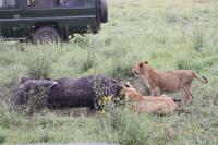 Löwen-Familie nach dem Festmahl in der Serengeti