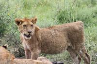 Löwen-Junge nach dem Festmahl in der Serengeti