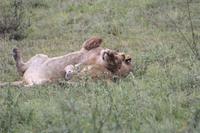 Löwen-Familie nach dem Festmahl in der Serengeti