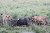 Löwen-Familie nach dem Festmahl in der Serengeti