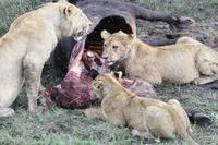 Löwen-Familie nach dem Festmahl in der Serengeti