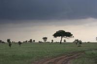 Gewitter über der Serengeti