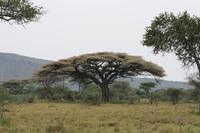 Blühende Schirm-Akazie in der Serengeti