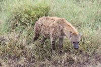 Hyäne in der Serengeti