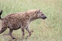 Hyäne in der Serengeti