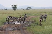 Zebras in der Serengeti