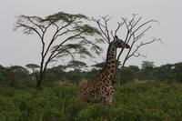 Giraffe in der Serengeti