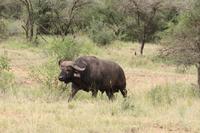 Büffel in der Serengeti