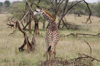 Giraffe in der Serengeti