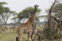 Giraffen in der Serengeti