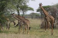 Giraffen in der Serengeti