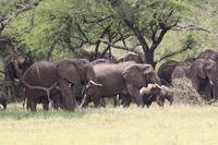 Elefanten in der Serengeti
