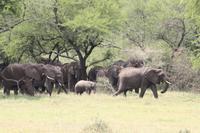 Elefanten in der Serengeti