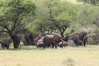 Elefanten in der Serengeti