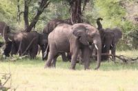 Elefanten in der Serengeti
