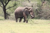 Elefanten in der Serengeti