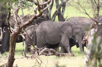 Elefanten in der Serengeti
