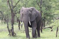 Elefanten in der Serengeti