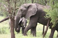 Elefanten in der Serengeti