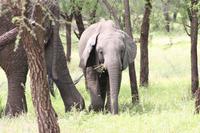 Elefanten in der Serengeti