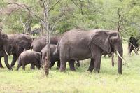 Elefanten in der Serengeti